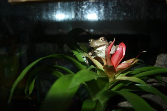 Baby frog chillin'
