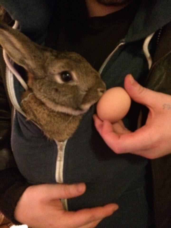 But which one is the real egg?