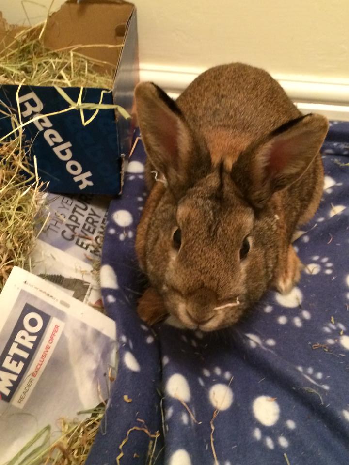 Typical Reebok-loving hipster rabbit...
