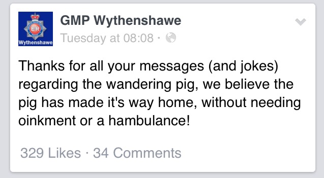 "Come here you swine!" The pig made it safely home.