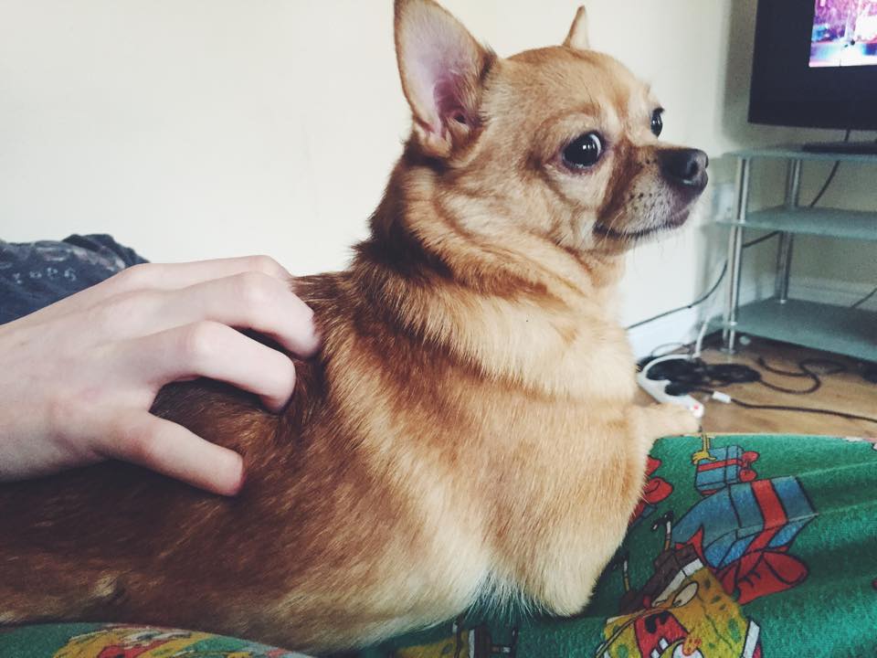 chihuahua