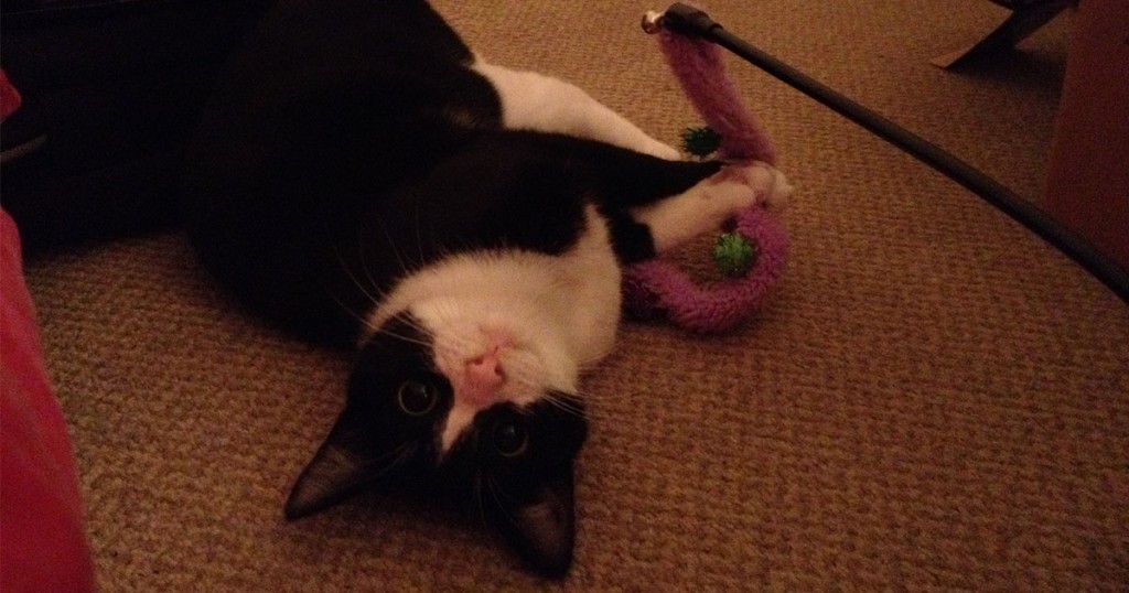 cutecat2
