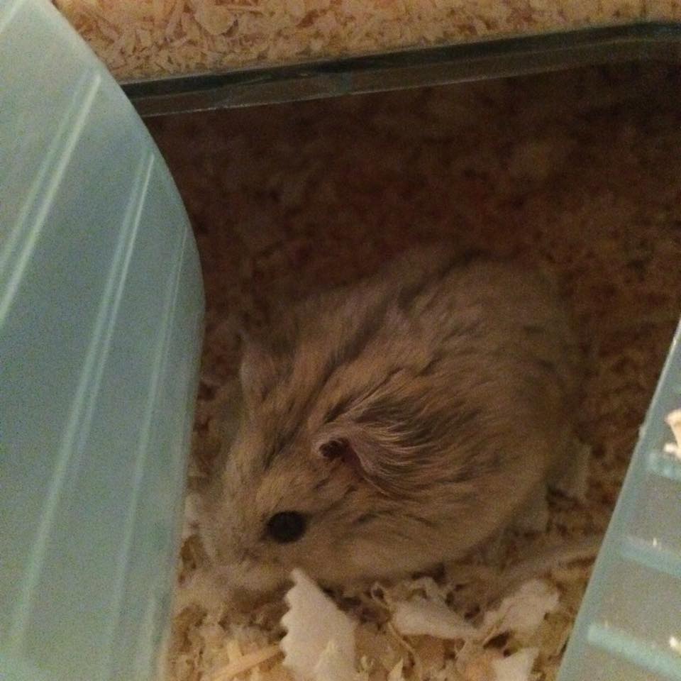 Ham 9
