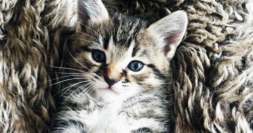 cat featured
