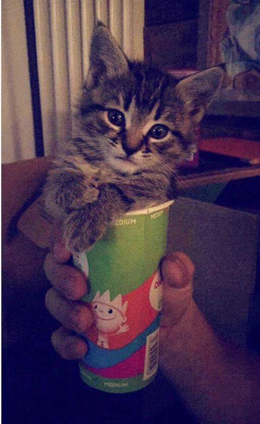 I'm so teeny I can fit in a cup