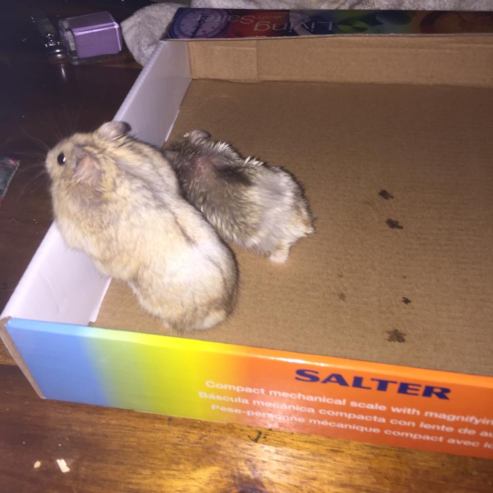 ham 3