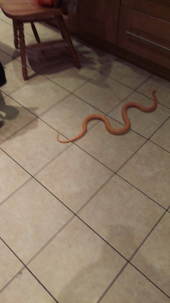 12790103_10207198858561924_1792686733_o