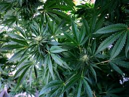 weed