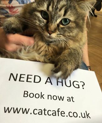The cat café are now taking bookings for when they open