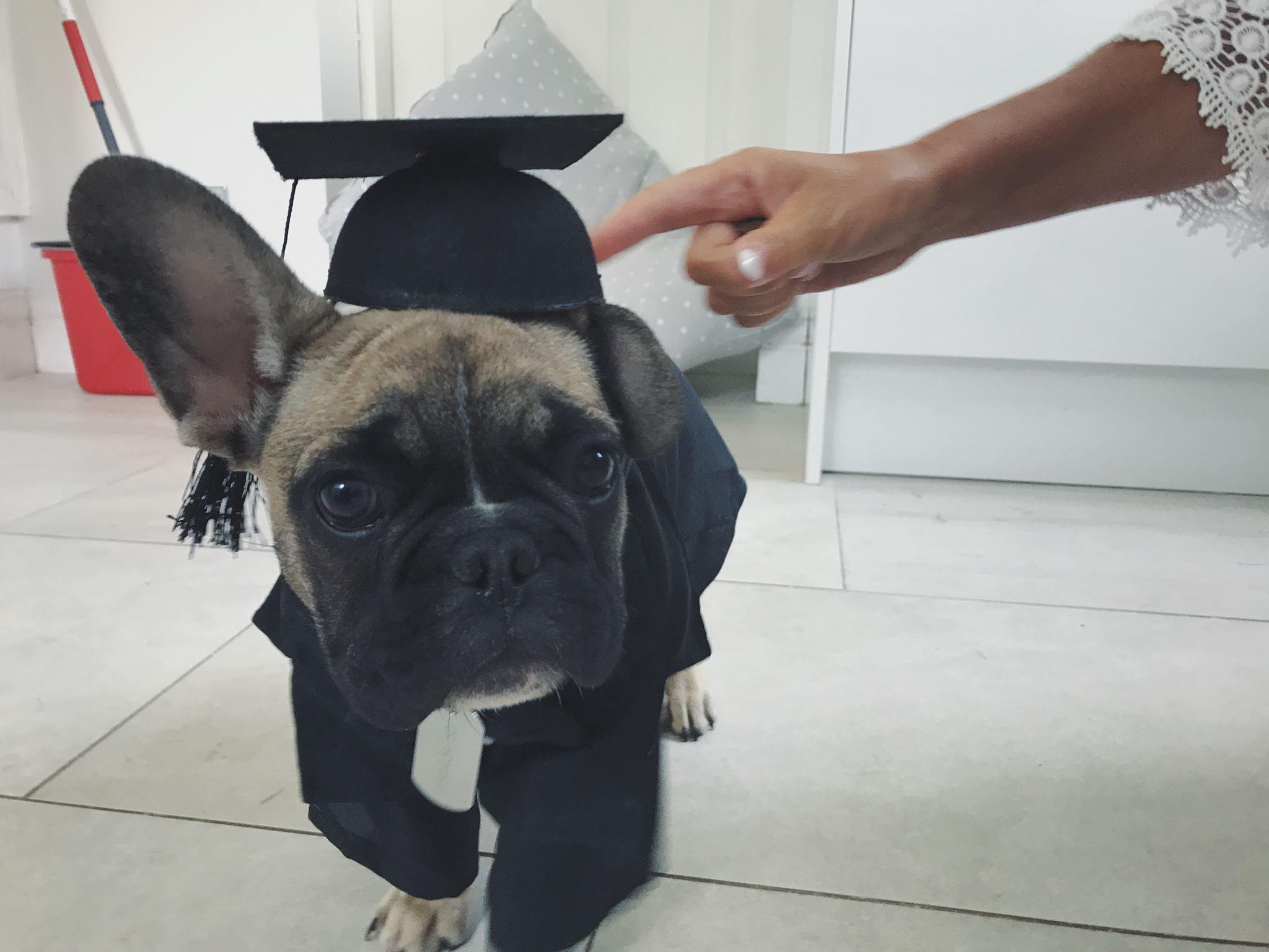 This good boy deffo deserves a 2:1