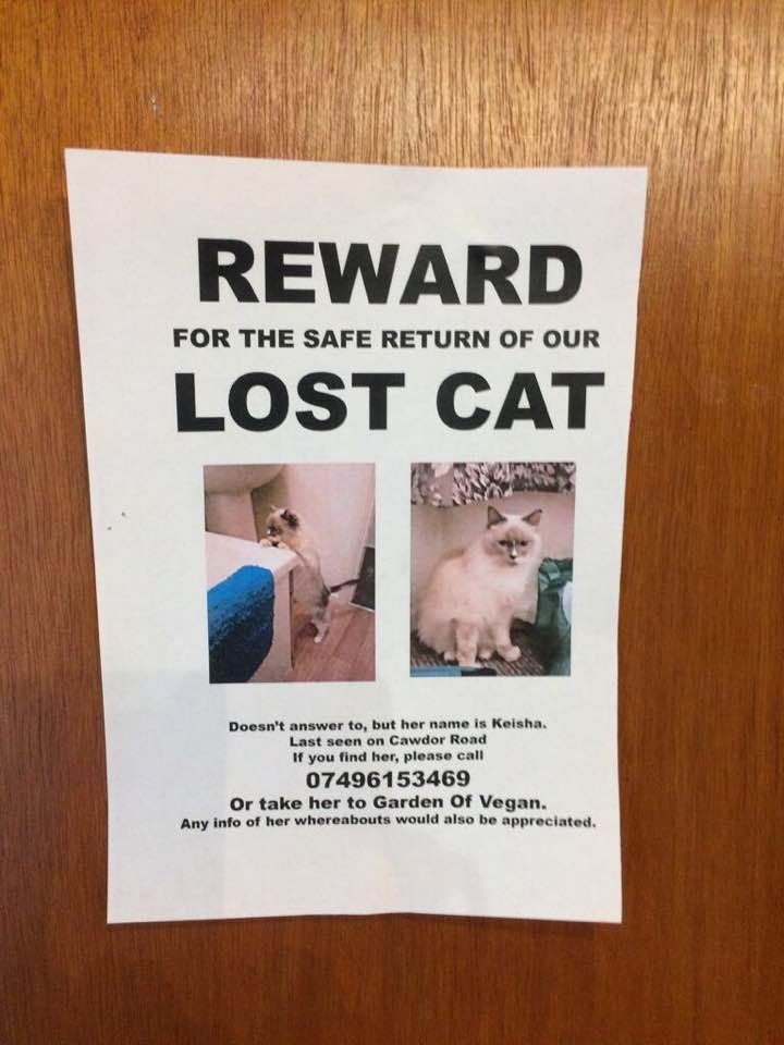 Image may contain: Poster, Flyer, Brochure, Siamese, Pet, Cat, Animal