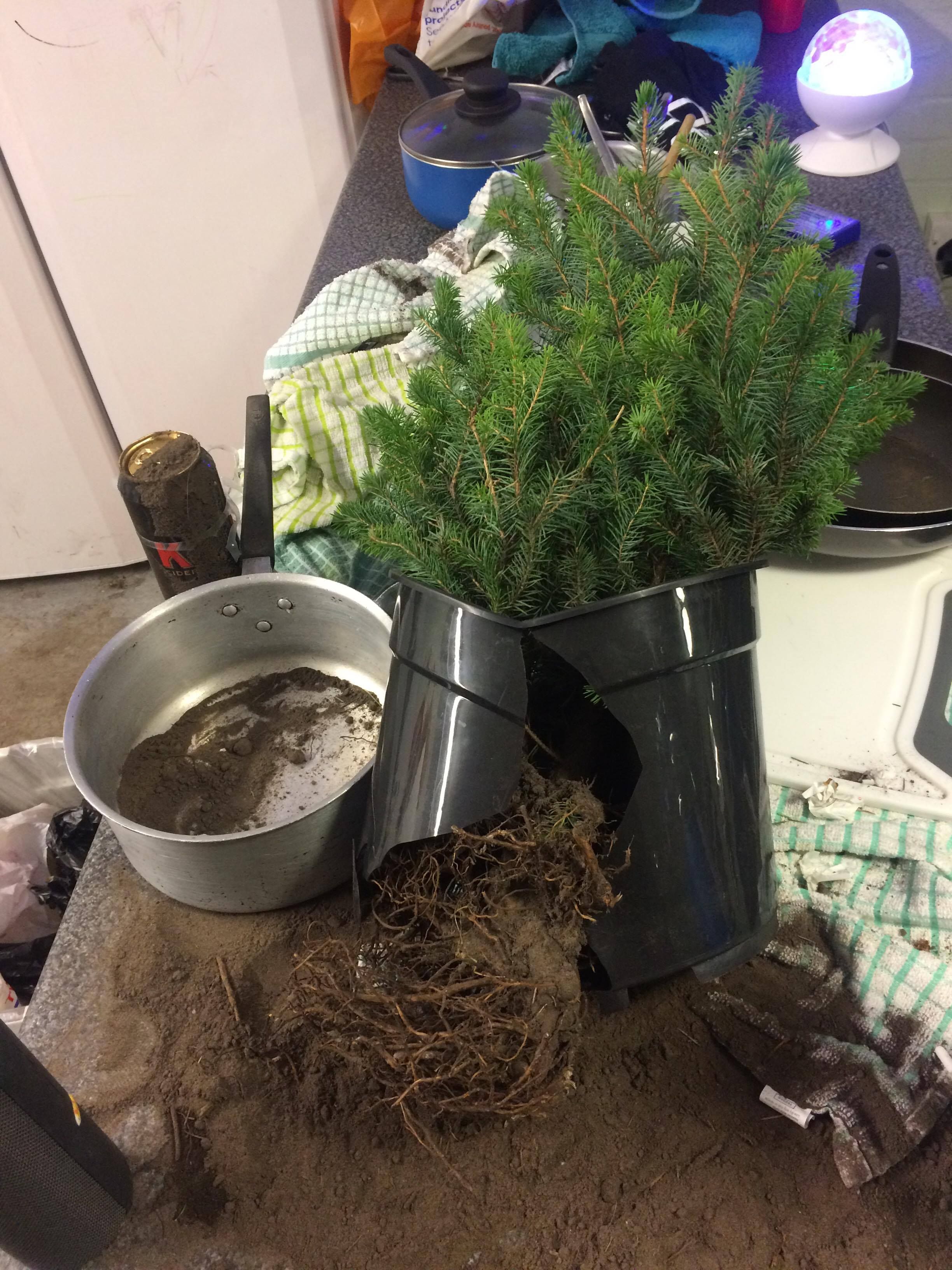 Image may contain: Fir, Conifer, Abies, Bowl, Tree, Bonsai, Vase, Pottery, Potted Plant, Plant, Jar, Flora
