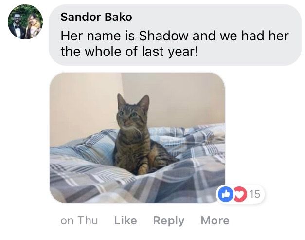 Image may contain: Egyptian Cat, Pet, Mammal, Cat, Animal