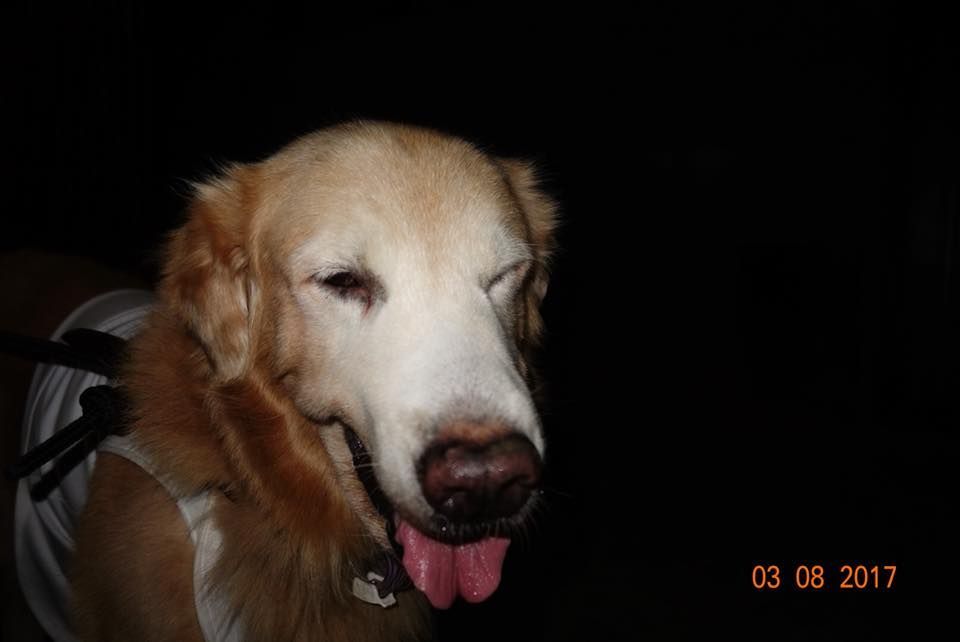Image may contain: Collie, Pet, Mammal, Golden Retriever, Dog, Canine, Animal