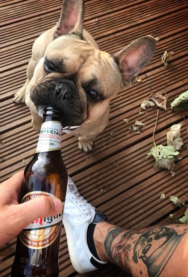 Image may contain: Drink, Beverage, Beer, Alcohol, Tattoo, Ornament, Pet, Mammal, French Bulldog, Dog, Canine, Bulldog, Animal, Bottle