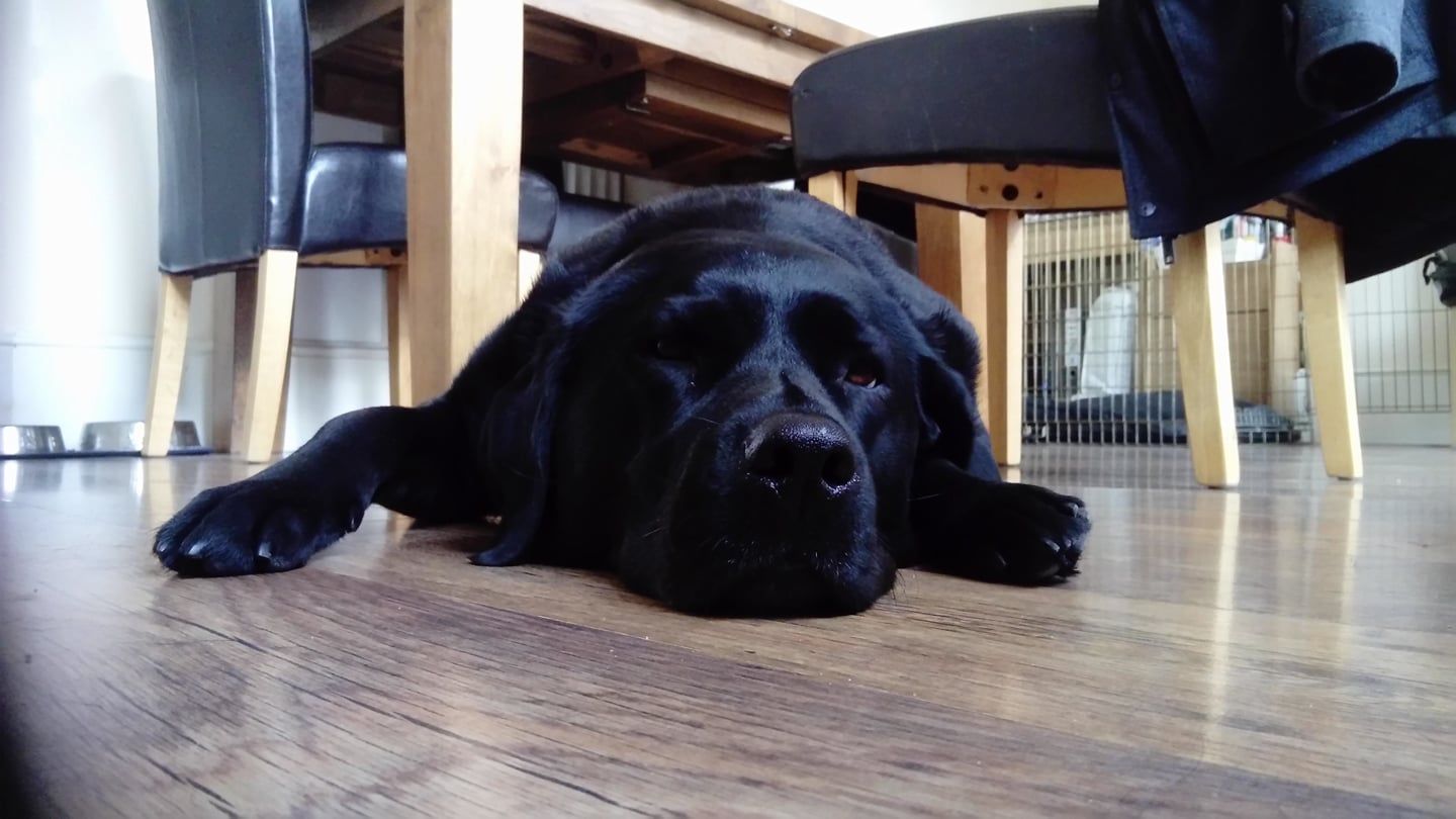 Image may contain: Labrador Retriever, Pet, Newfoundland, Mammal, Dog, Canine, Animal