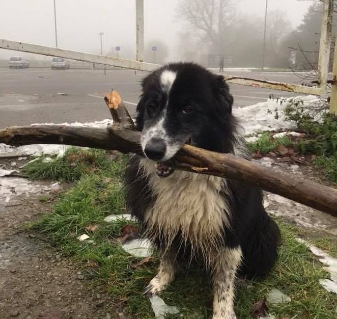 Image may contain: Pet, Mammal, Dog, Collie, Canine, Animal