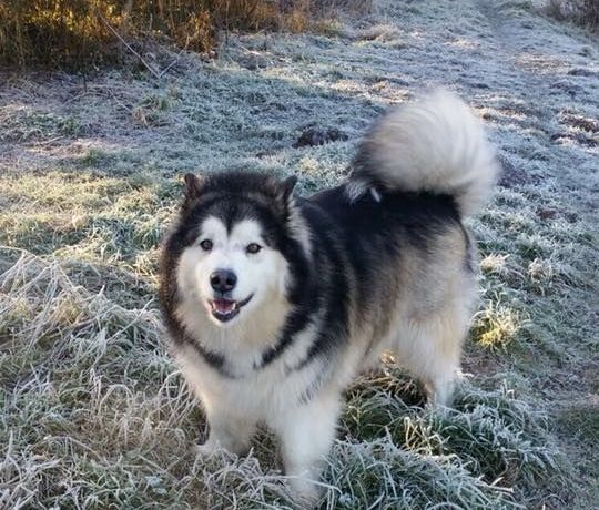 Image may contain: Pet, Mammal, Husky, Dog, Canine, Animal