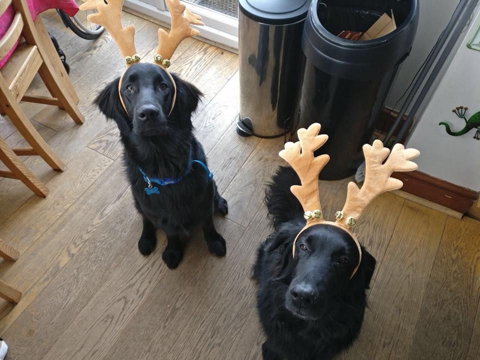 Image may contain: Pug, Labrador Retriever, Pet, Newfoundland, Mammal, Dog, Canine, Animal