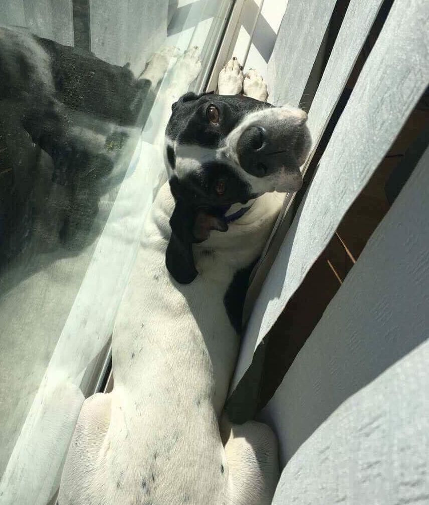 Image may contain: Pug, Pet, Mammal, Dog, Canine, Animal