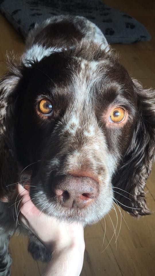 Image may contain: Puppy, Arm, Spaniel, Pet, Mammal, Dog, Cocker Spaniel, Canine, Animal