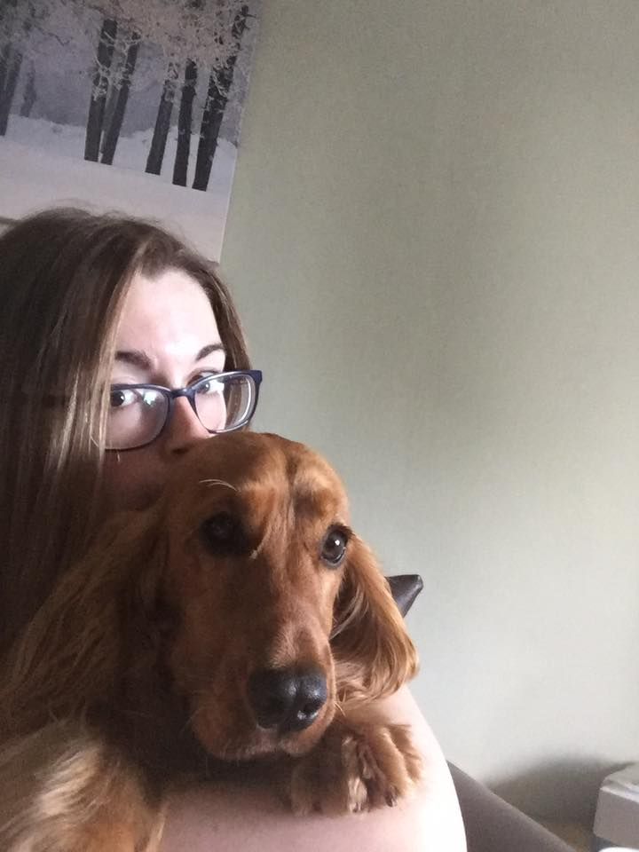 Image may contain: Spaniel, Pet, Mammal, Dog, Cocker Spaniel, Canine, Animal