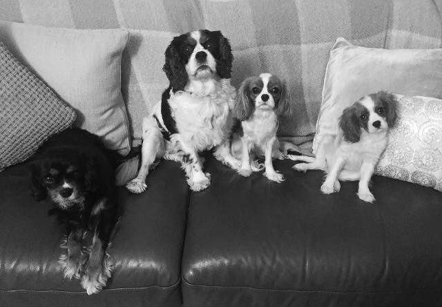 Image may contain: Spaniel, Pet, Mammal, Dog, Cocker Spaniel, Canine, Animal