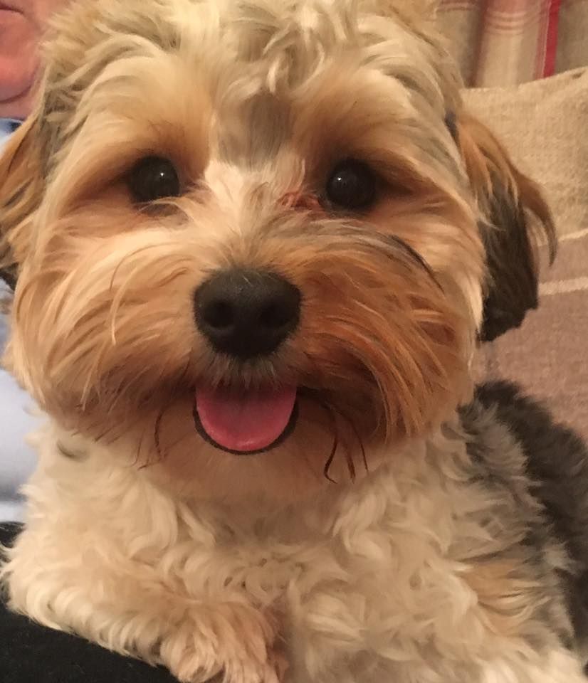 Image may contain: Terrier, Pet, Mammal, Dog, Canine, Animal