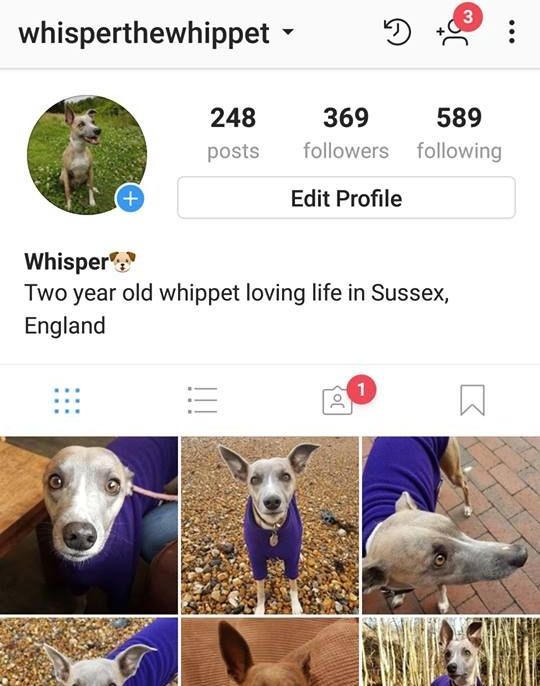 Image may contain: Terrier, Pet, Mammal, Dog, Canine, Animal, Poster, Collage
