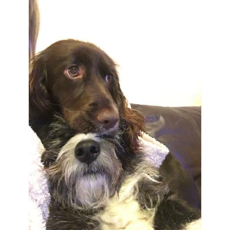 Image may contain: Terrier, Spaniel, Pet, Mammal, Dog, Cocker Spaniel, Canine, Animal