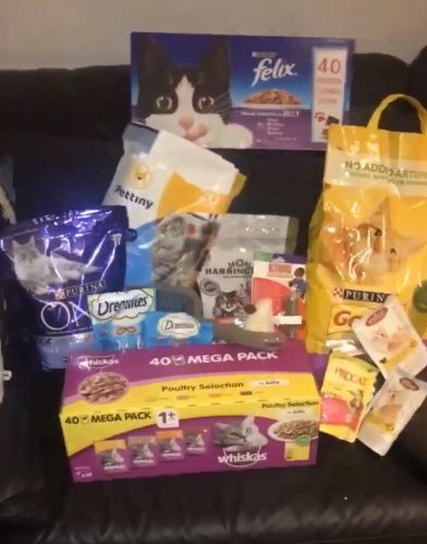 Image may contain: Mammal, Animal, Cat, Pet, Snack, Sweets, Confectionery, Food