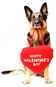 Valentines dog