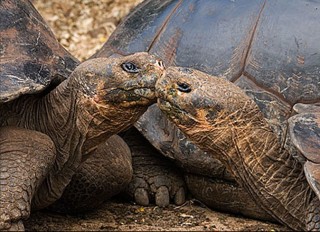 Turtle kiss