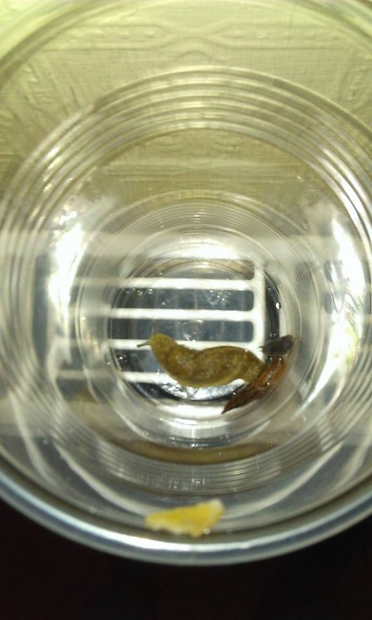 I'll have a treble vodka slug please