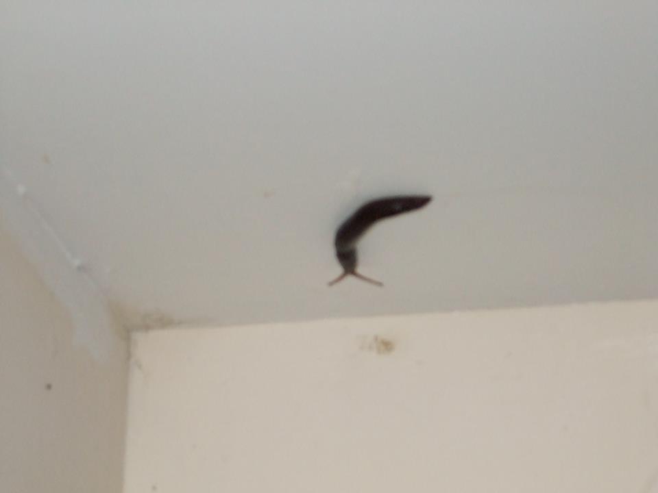slug 3
