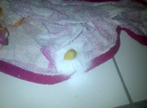 slug in salt