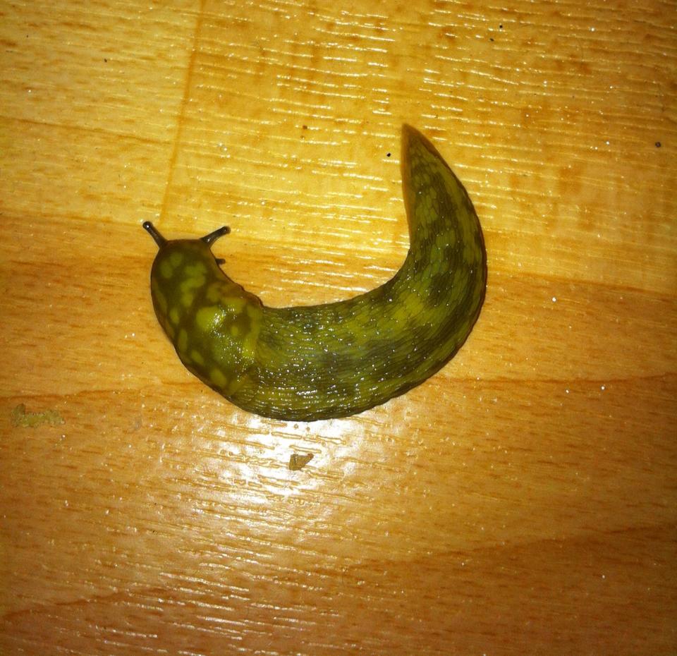 Gherkin or slug?