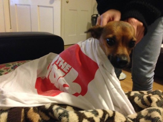 Woof off Courier!