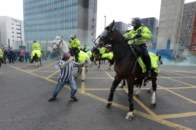 horse