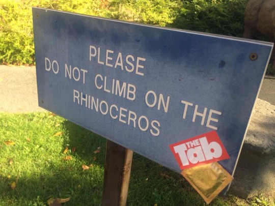 rhino