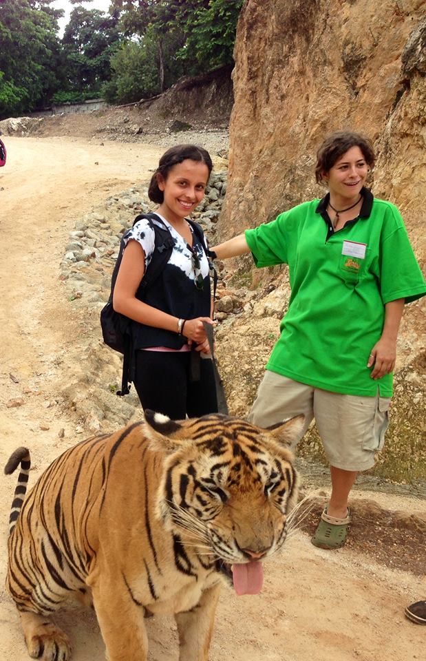Brave? or is Mr. Tiger here, sedated out of his brains? Hard to tell really...