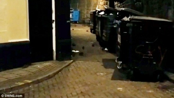 rats