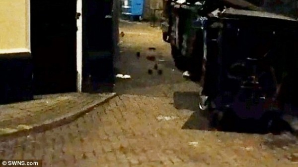 rats2