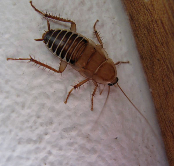 Cockroach