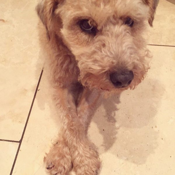 gus