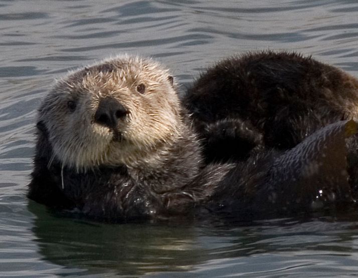 Image may contain: Rodent, Beaver, Wildlife, Otter, Mammal, Animal