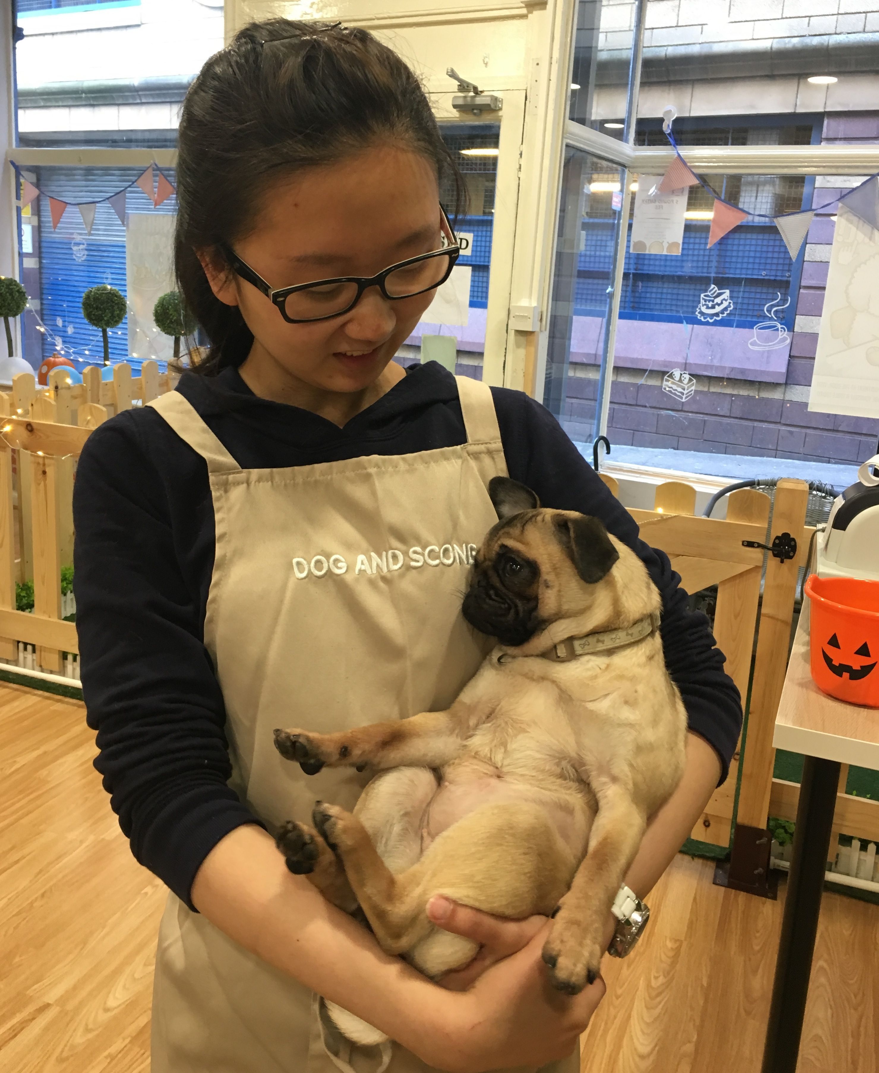 Image may contain: Wood, Plywood, Pug, Pet, Mammal, Dog, Canine, Animal, Person, People, Human