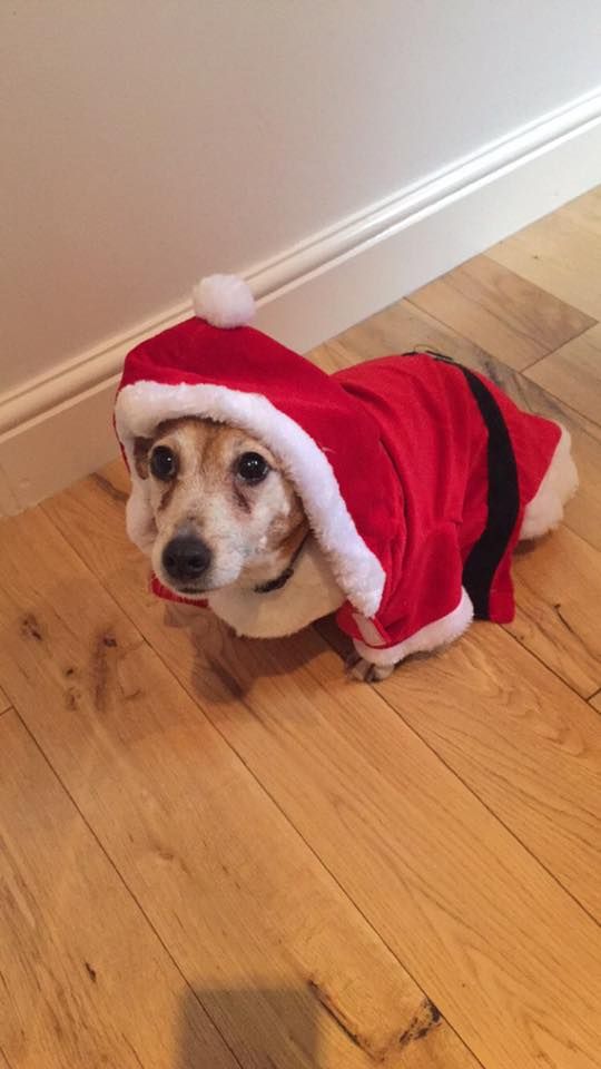 Image may contain: Hound, Blanket, Mammal, Animal, Pet, Canine, Dog, Clothing, Apparel, Wood, Hardwood, Floor