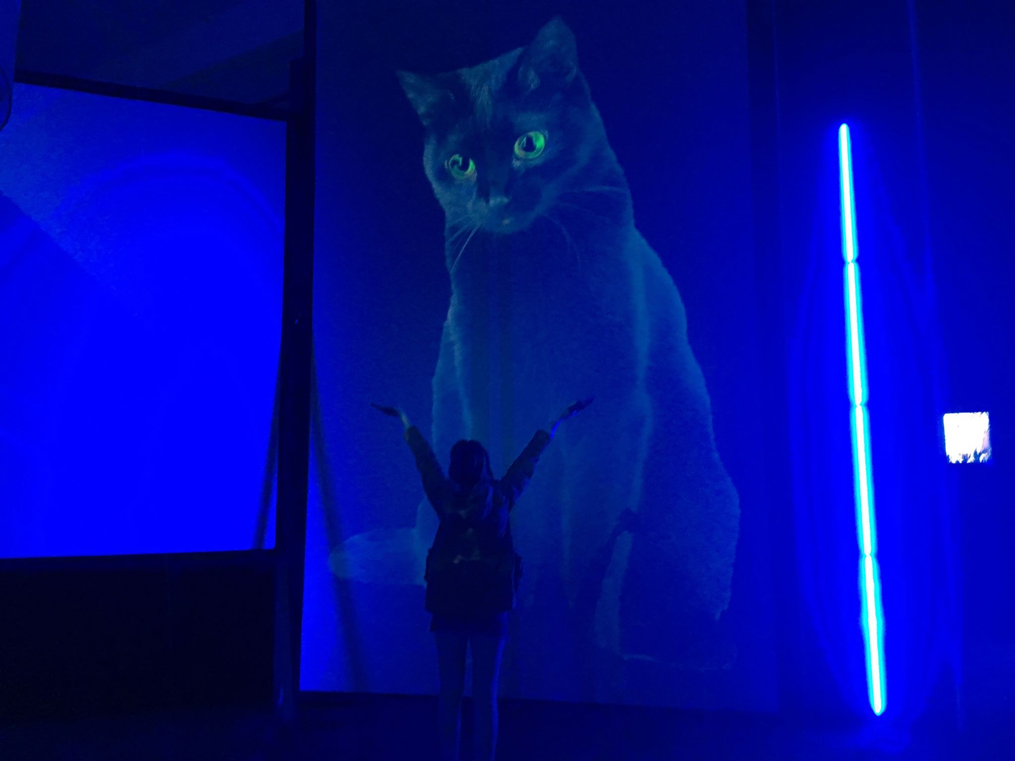 Image may contain: Light, Room, Pet, Mammal, Cat, Animal, Person, Human, Indoors, Interior Design