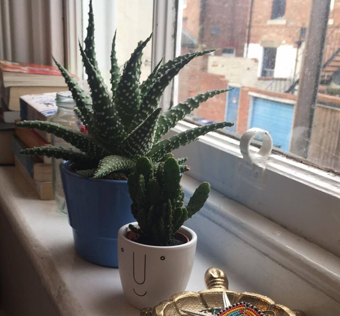 Image may contain: Plant, Aloe